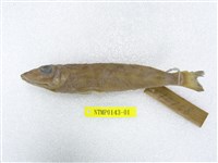 藏品(斑鱚)的圖片